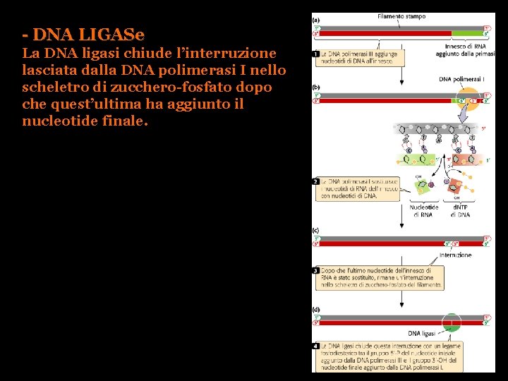 - DNA LIGASe La DNA ligasi chiude l’interruzione lasciata dalla DNA polimerasi I nello