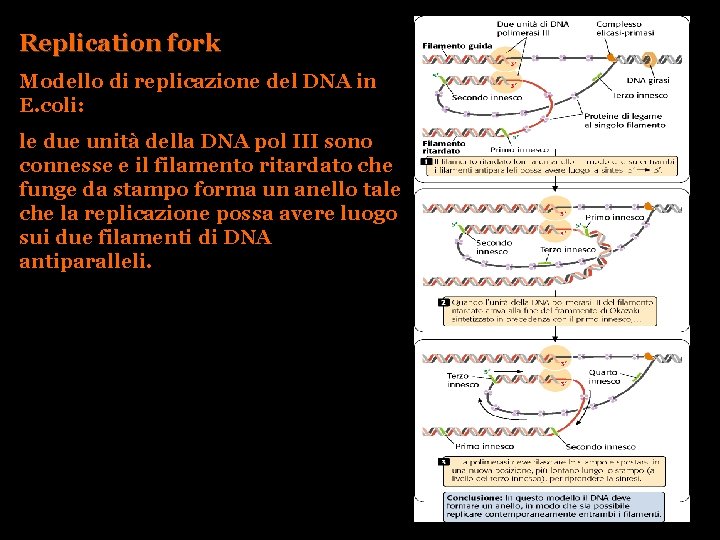 Replication fork Modello di replicazione del DNA in E. coli: le due unità della