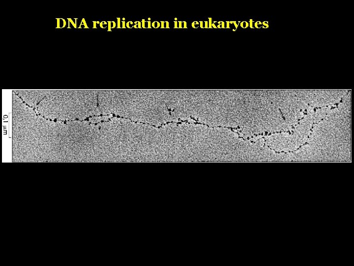 DNA replication in eukaryotes 