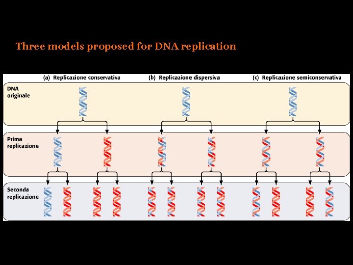 Three models proposed for DNA replication 