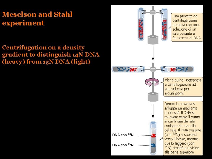 Meselson and Stahl experiment Centrifugation on a density gradient to distinguish 14 N DNA