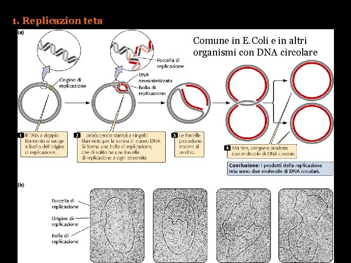 1. Replicazion teta Comune in E. Coli e in altri organismi con DNA circolare