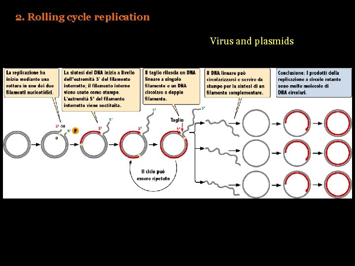 2. Rolling cycle replication Virus and plasmids 