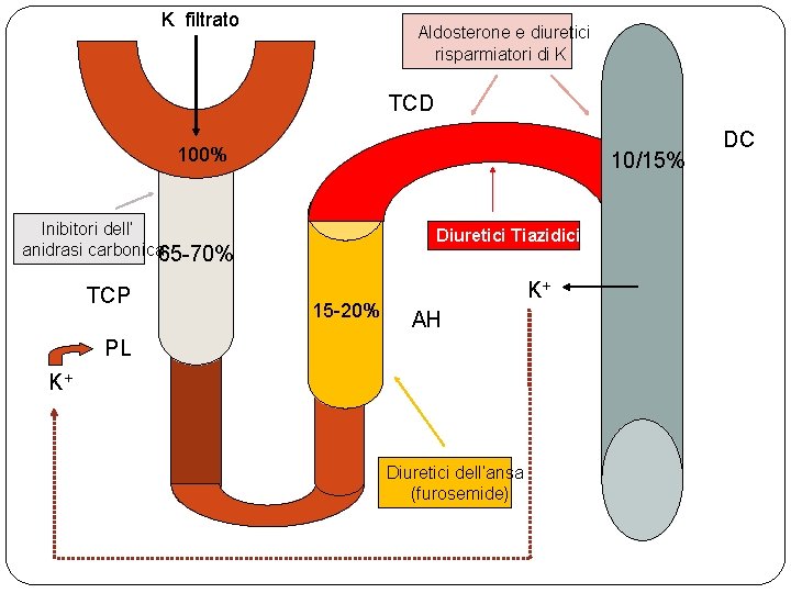 K filtrato Aldosterone e diuretici risparmiatori di K TCD 100% 10/15% Inibitori dell’ anidrasi