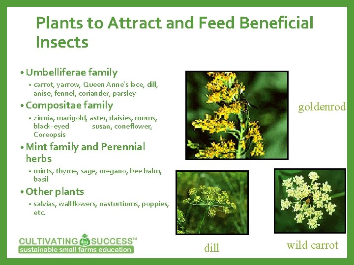Plants to Attract and Feed Beneficial Insects • Umbelliferae family • carrot, yarrow, Queen