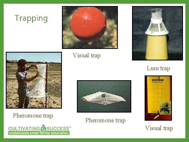 Trapping Visual trap Lure trap Pheromone trap Visual trap 