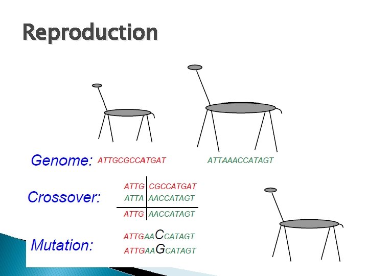 Reproduction 