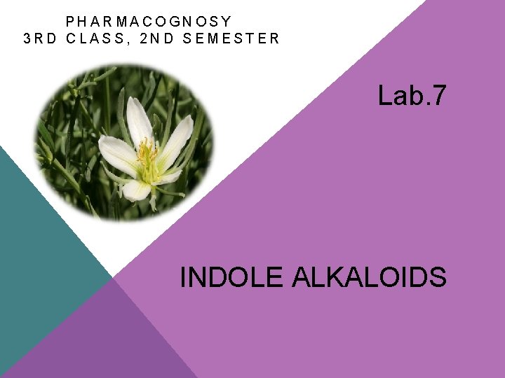 PHARMACOGNOSY 3 RD CLASS, 2 ND SEMESTER Lab. 7 INDOLE ALKALOIDS 