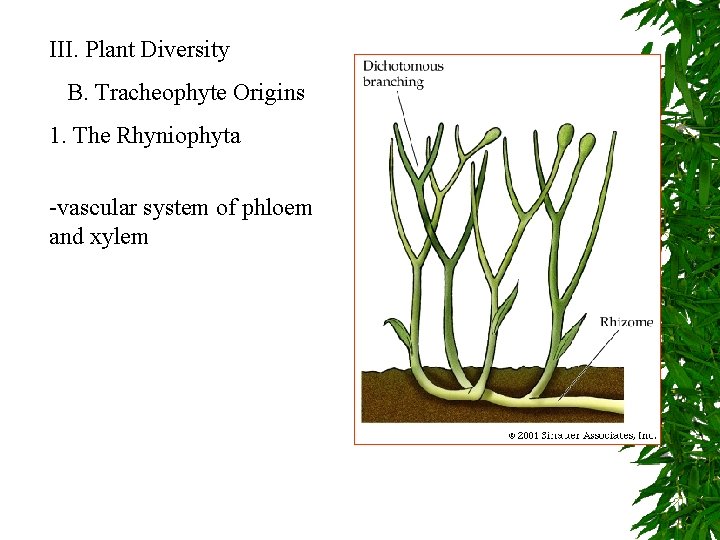 III. Plant Diversity B. Tracheophyte Origins 1. The Rhyniophyta -vascular system of phloem and