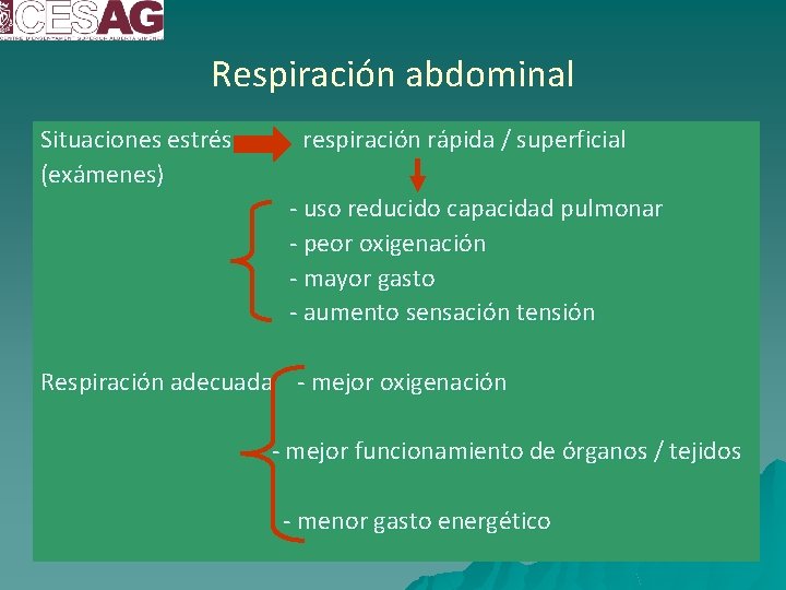 Respiración abdominal Situaciones estrés (exámenes) respiración rápida / superficial - uso reducido capacidad pulmonar
