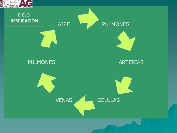 CICLO RESPIRACIÓN AIRE PULMONES ARTERIAS PULMONES VENAS CÉLULAS 