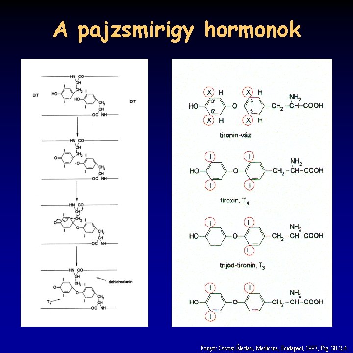 A pajzsmirigy hormonok Fonyó: Orvosi Élettan, Medicina, Budapest, 1997, Fig. 30 -2, 4. 