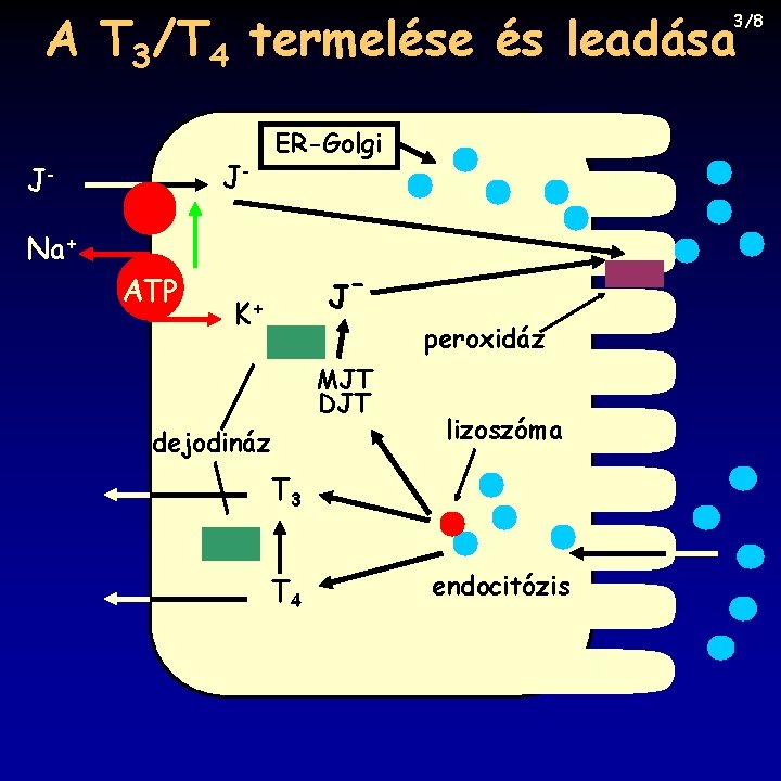 A T 3/T 4 termelése és leadása 3/8 J- J- ER-Golgi Na+ ATP J-