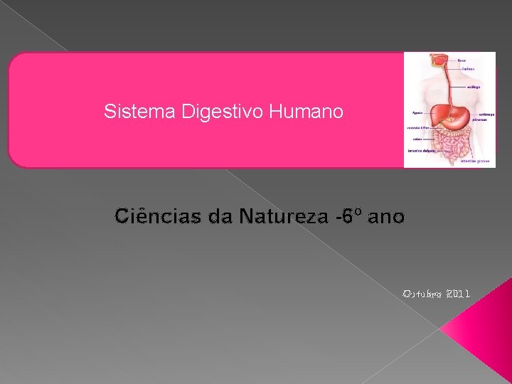 Sistema Digestivo Humano Ciências da Natureza -6º ano Outubro 2011 