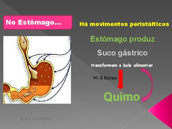 No Estômago… Há movimentos peristálticos Estômago produz Suco gástrico transformam o bolo alimentar +/-