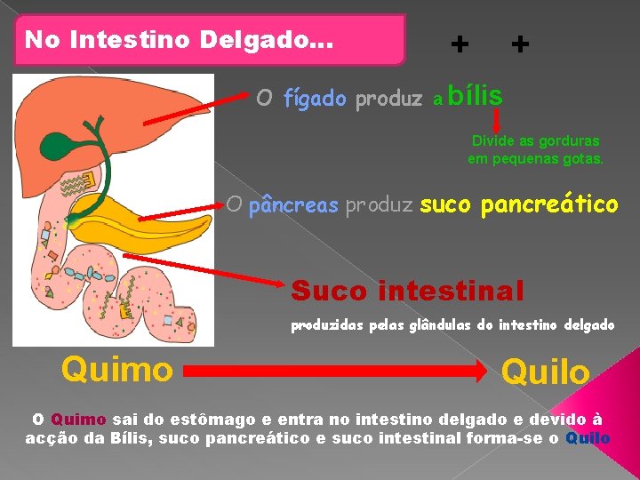 No Intestino Delgado… + + O fígado produz a bílis Divide as gorduras em