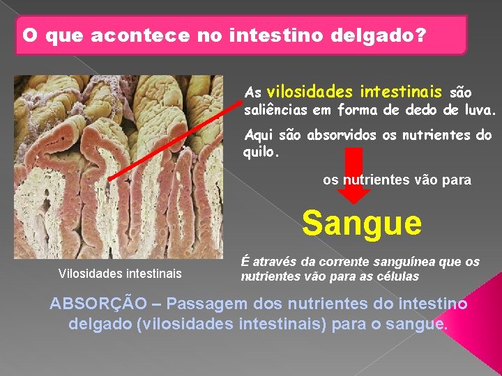 O que acontece no intestino delgado? As vilosidades intestinais são saliências em forma de