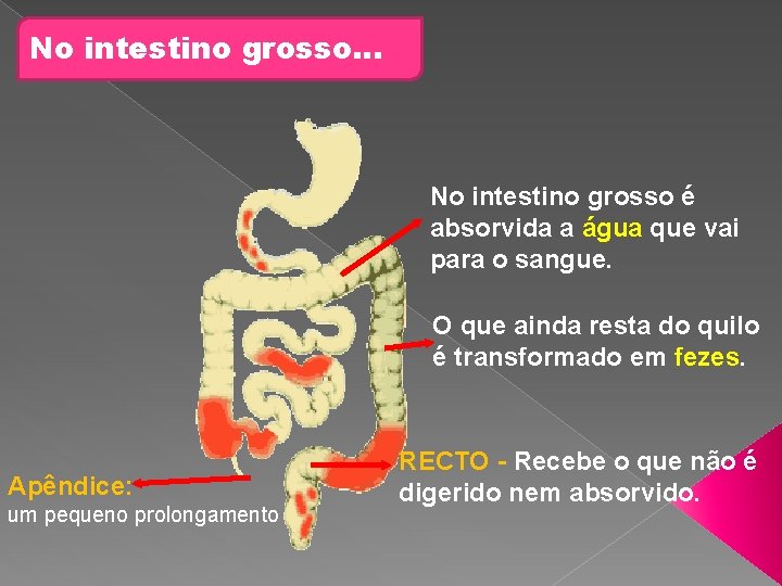 No intestino grosso… No intestino grosso é absorvida a água que vai para o