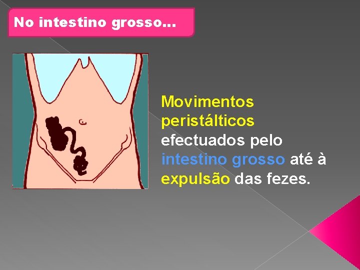 No intestino grosso… Movimentos peristálticos efectuados pelo intestino grosso até à expulsão das fezes.