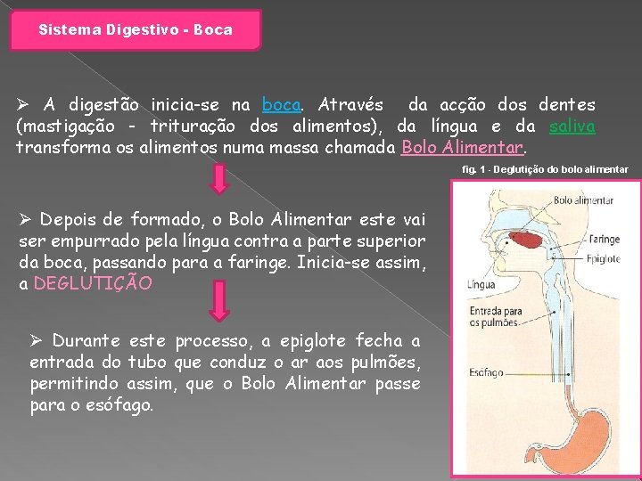 Sistema Digestivo - Boca Ø A digestão inicia-se na boca. Através da acção dos