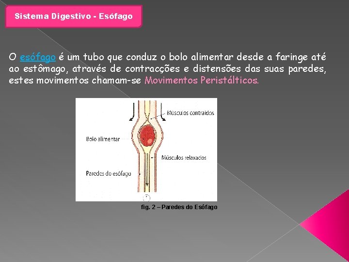 Sistema Digestivo - Esófago O esófago é um tubo que conduz o bolo alimentar