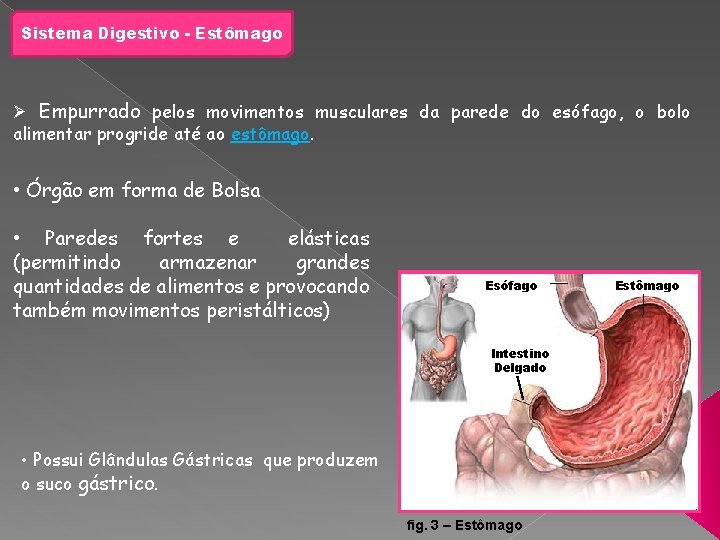 Sistema Digestivo - Estômago Ø Empurrado pelos movimentos musculares da parede do esófago, o