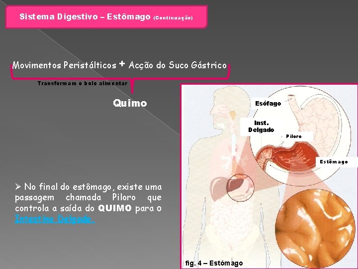 Sistema Digestivo – Estômago Movimentos Peristálticos (Continuação) + Acção do Suco Gástrico Transformam o