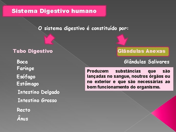 Sistema Digestivo humano O sistema digestivo é constituído por: Tubo Digestivo Boca Faringe Esófago