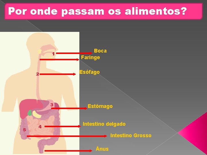 Por onde passam os alimentos? Boca Faringe Esófago Estômago Intestino delgado Intestino Grosso nus