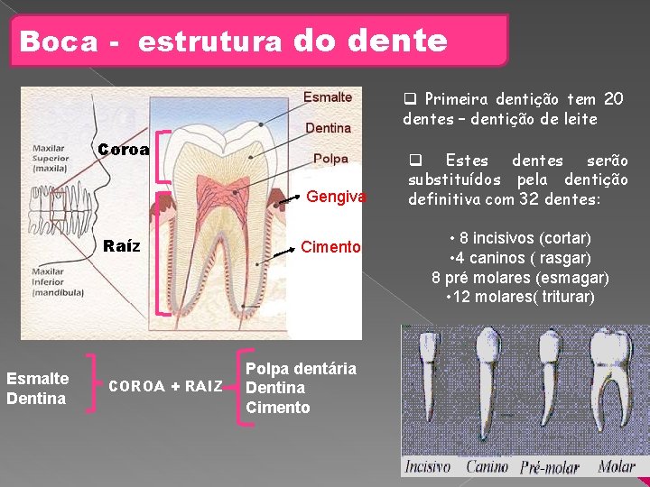Boca - estrutura do dente q Primeira dentição tem 20 dentes – dentição de