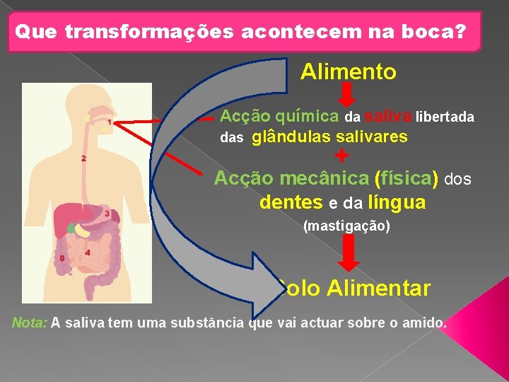 Que transformações acontecem na boca? Alimento Acção química da saliva libertada das glândulas salivares