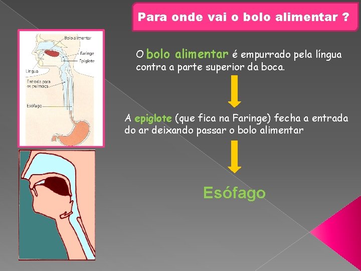 Para onde vai o bolo alimentar ? O bolo alimentar é empurrado pela língua