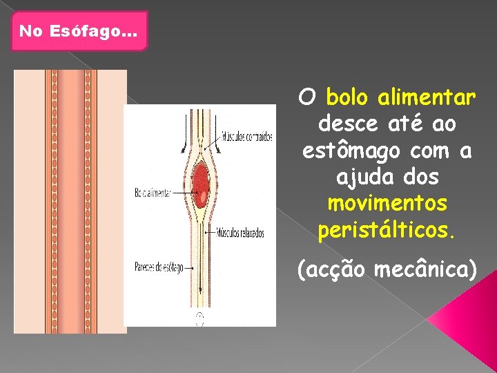 No Esófago… O bolo alimentar desce até ao estômago com a ajuda dos movimentos