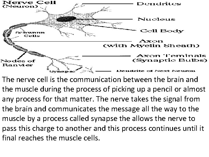 The nerve cell is the communication between the brain and the muscle during the