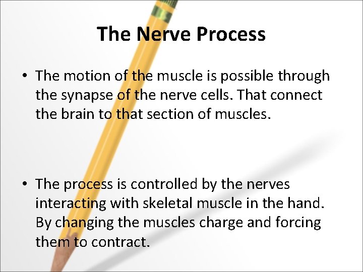 The Nerve Process • The motion of the muscle is possible through the synapse