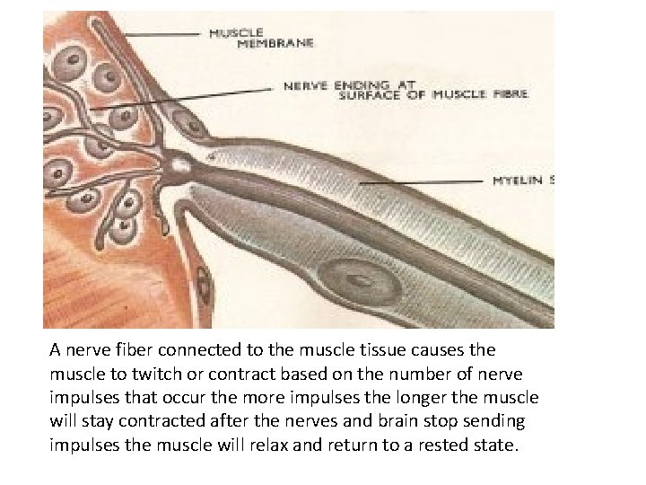 A nerve fiber connected to the muscle tissue causes the muscle to twitch or