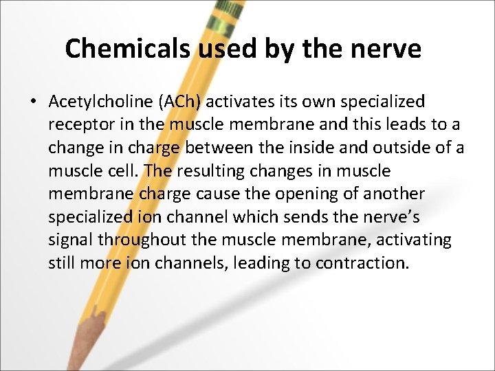 Chemicals used by the nerve • Acetylcholine (ACh) activates its own specialized receptor in