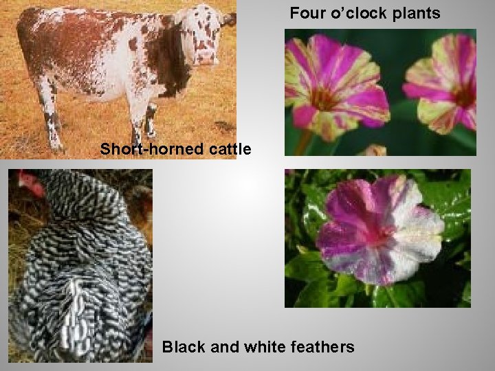 Four o’clock plants Short-horned cattle Black and white feathers 