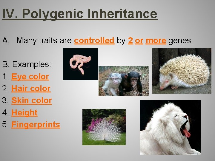 IV. Polygenic Inheritance A. Many traits are controlled by 2 or more genes. B.