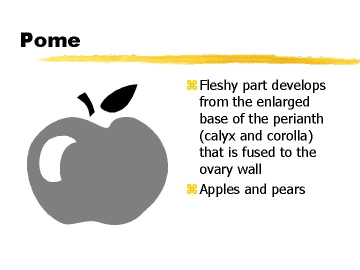 Pome z Fleshy part develops from the enlarged base of the perianth (calyx and