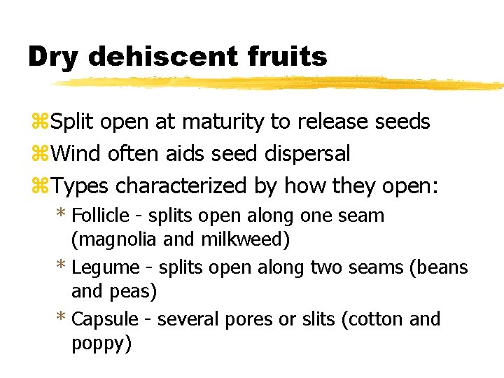 Dry dehiscent fruits z. Split open at maturity to release seeds z. Wind often