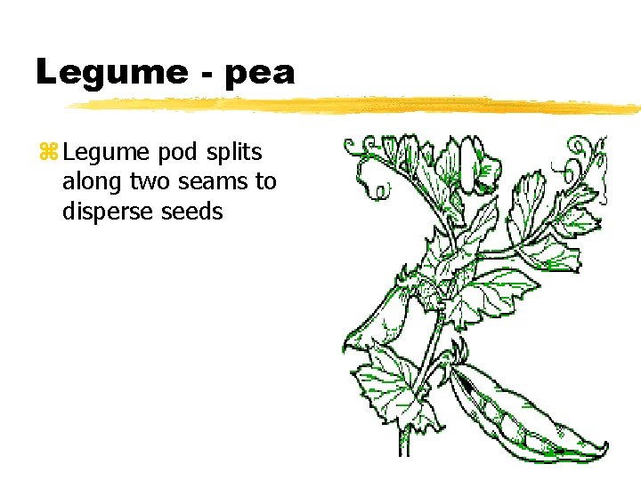 Legume - pea z Legume pod splits along two seams to disperse seeds 