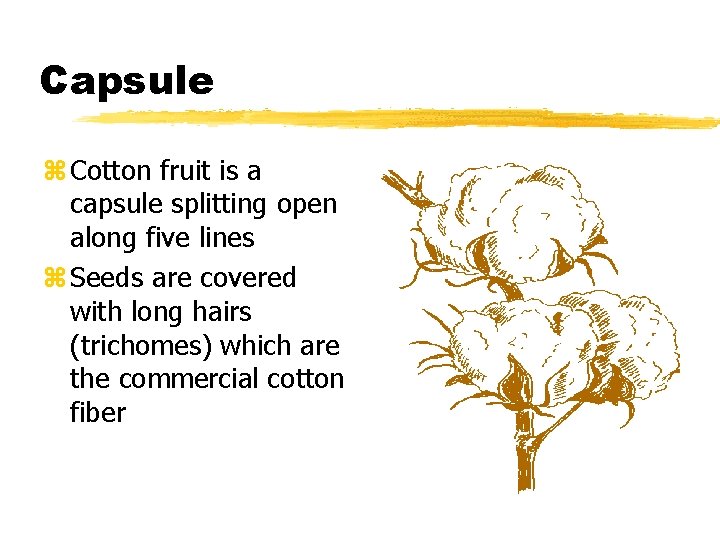 Capsule z Cotton fruit is a capsule splitting open along five lines z Seeds