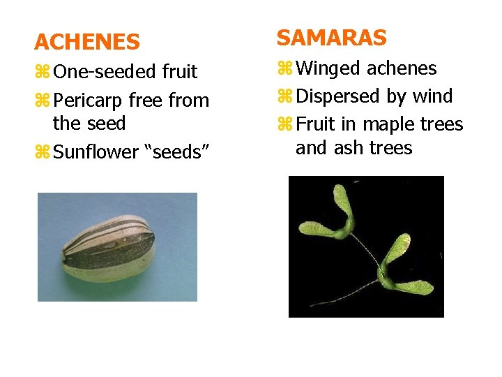 ACHENES SAMARAS z One-seeded fruit z Pericarp free from the seed z Sunflower “seeds”