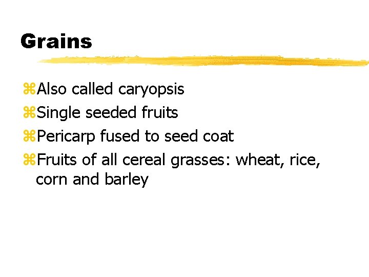 Grains z. Also called caryopsis z. Single seeded fruits z. Pericarp fused to seed