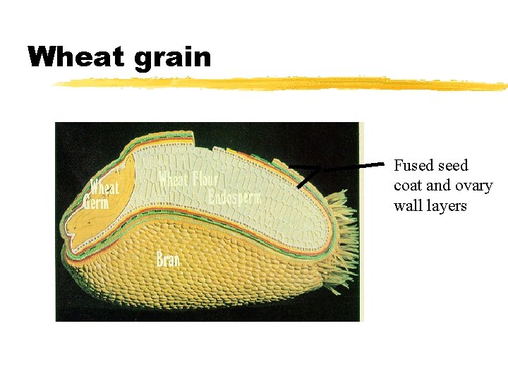 Wheat grain Fused seed coat and ovary wall layers 