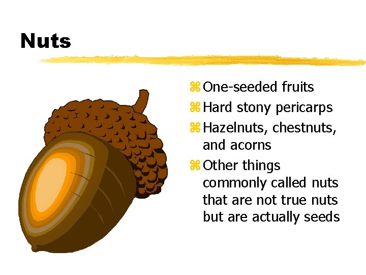 Nuts z One-seeded fruits z Hard stony pericarps z Hazelnuts, chestnuts, and acorns z