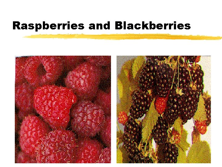 Raspberries and Blackberries 