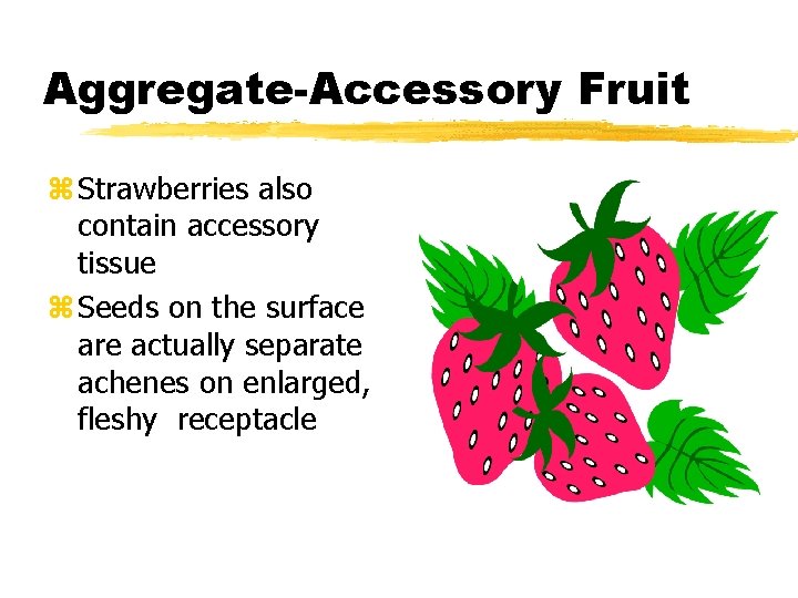 Aggregate-Accessory Fruit z Strawberries also contain accessory tissue z Seeds on the surface are