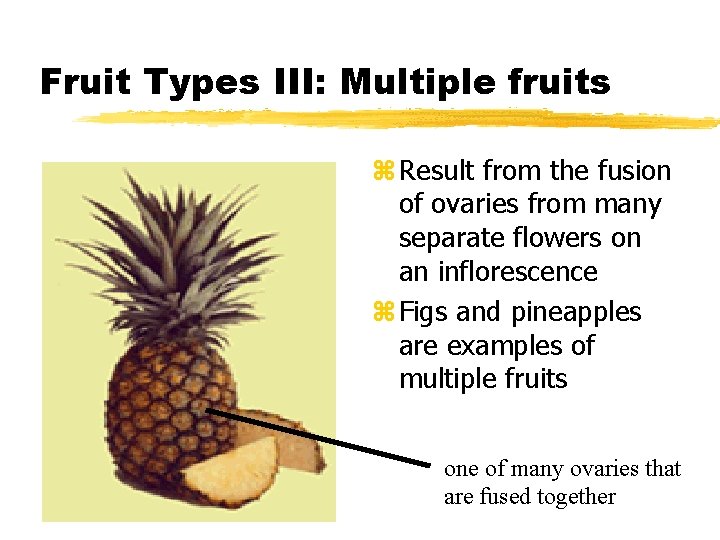 Fruit Types III: Multiple fruits z Result from the fusion of ovaries from many